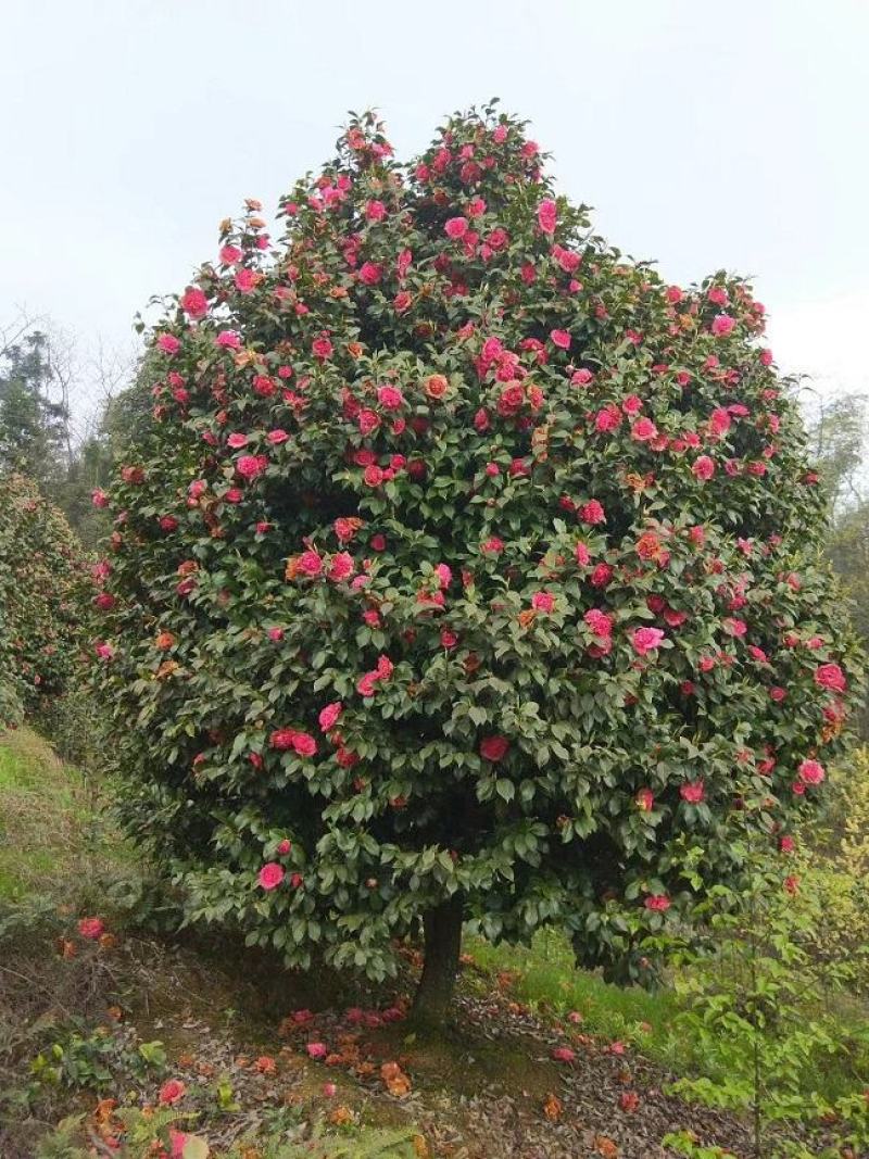 茶花，山茶，茶花球，茶花基地，四川茶花价格，成都茶花批发
