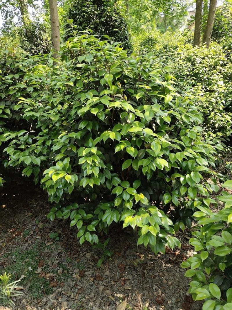 茶花，山茶，茶花球，茶花基地，四川茶花价格，成都茶花批发