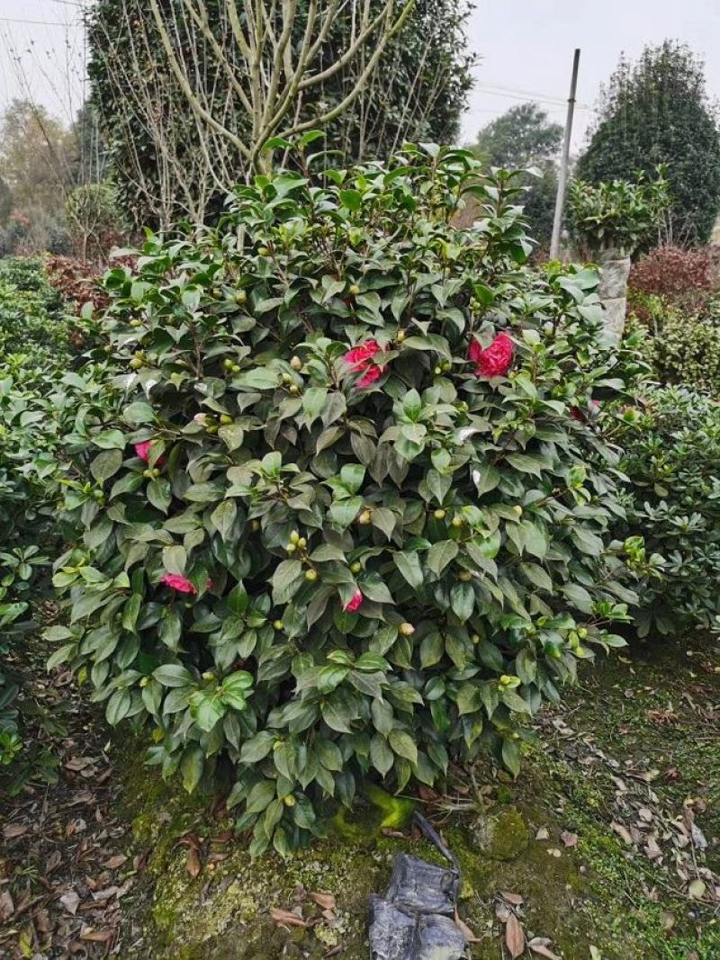 茶花，山茶，茶花球，茶花基地，四川茶花价格，成都茶花批发