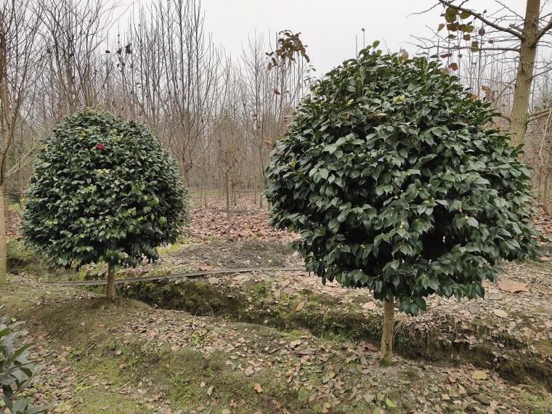 茶花，山茶，茶花球，茶花基地，四川茶花价格，成都茶花批发