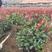 湖南郴州优质红叶石楠小苗，9号，16号杯苗，地苗大量供。