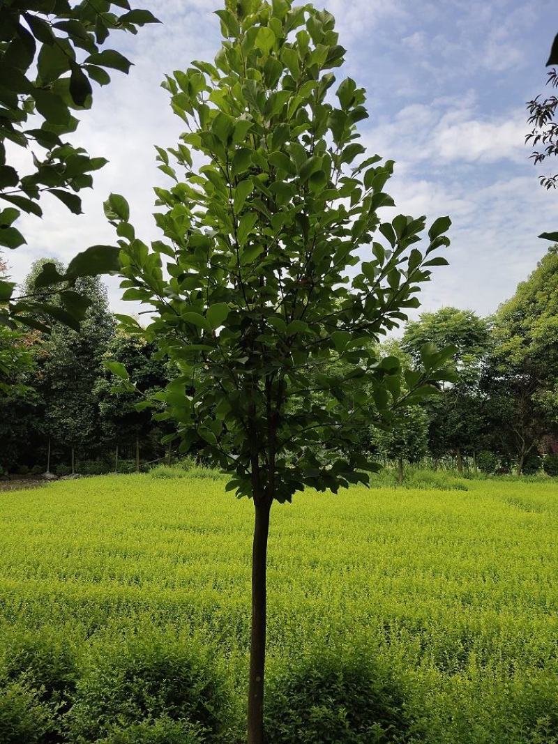 白玉兰，玉兰，四川白玉兰价格，成都白玉兰批发
