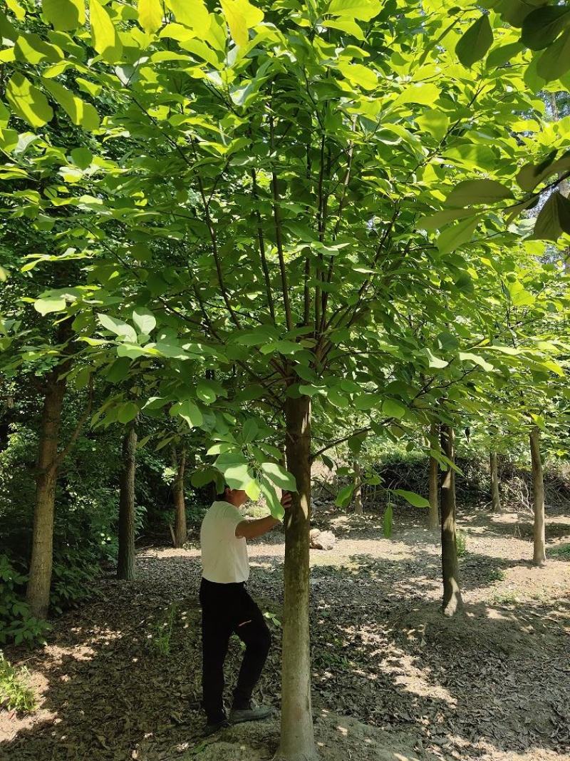 白玉兰，玉兰，四川白玉兰价格，成都白玉兰批发