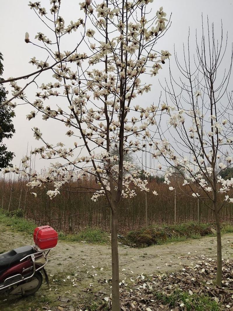 白玉兰，玉兰，四川白玉兰价格，成都白玉兰批发