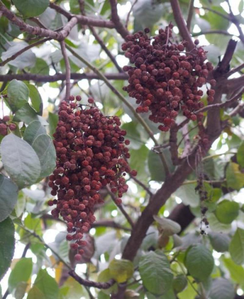 秋枫种子林木种子量大优惠提供种植技术