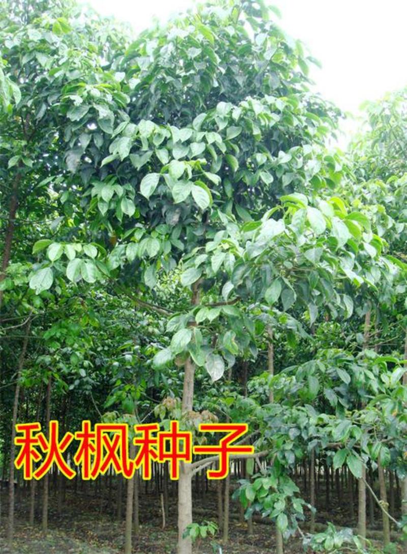 秋枫种子林木种子量大优惠提供种植技术