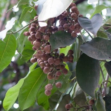秋枫种子林木种子量大优惠提供种植技术
