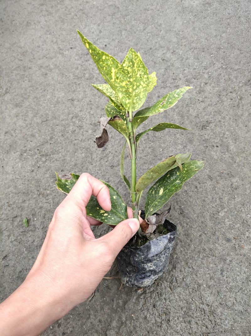 洒金珊瑚，洒金桃叶珊瑚，四川洒金珊瑚价格，成都洒金珊瑚批