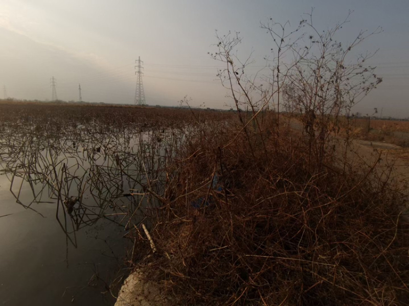 精品大地红莲藕加工场粤西阳光茂名湛江