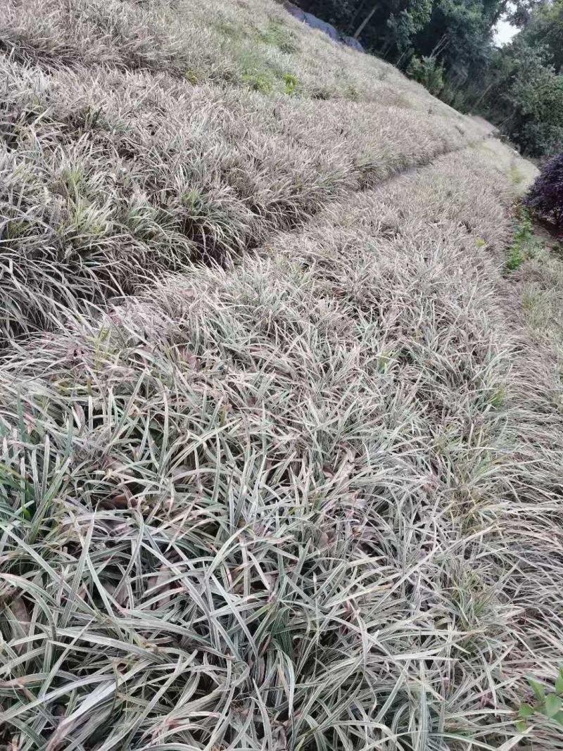 银边草，丽蚌草，四川银边草出售，成都银边草批发