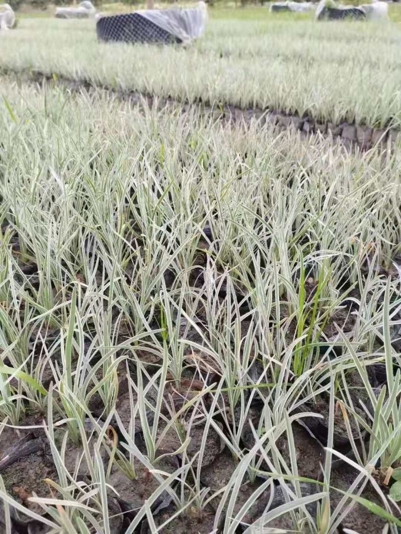 银边草，丽蚌草，四川银边草出售，成都银边草批发