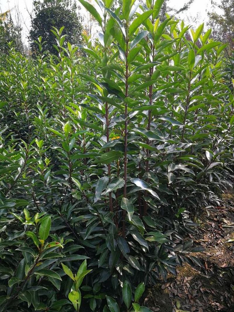 冬青，珊瑚树，法国冬青，四川冬青出售，成都冬青批发