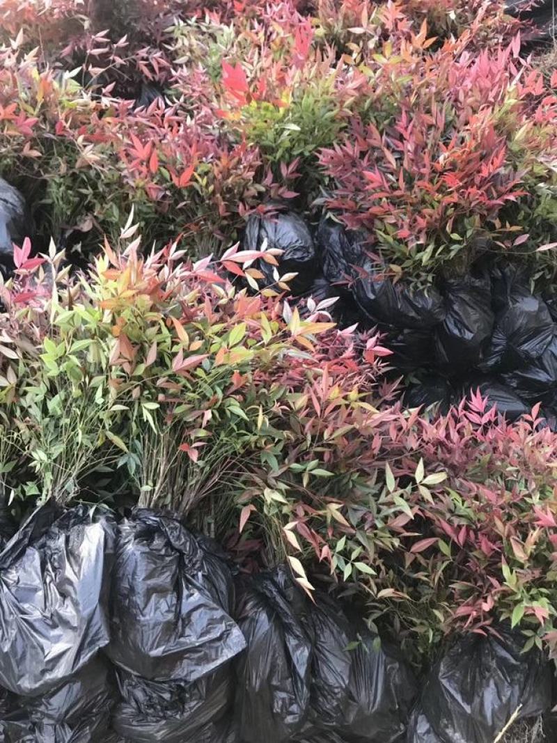 南天竹，兰天竹，南天竺，四川南天竹出售，成都南天竹批发