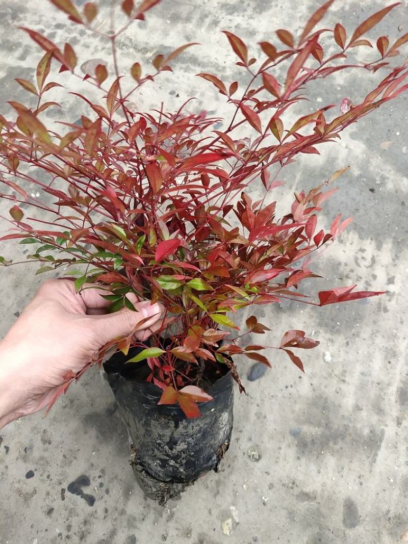 南天竹，兰天竹，南天竺，四川南天竹出售，成都南天竹批发