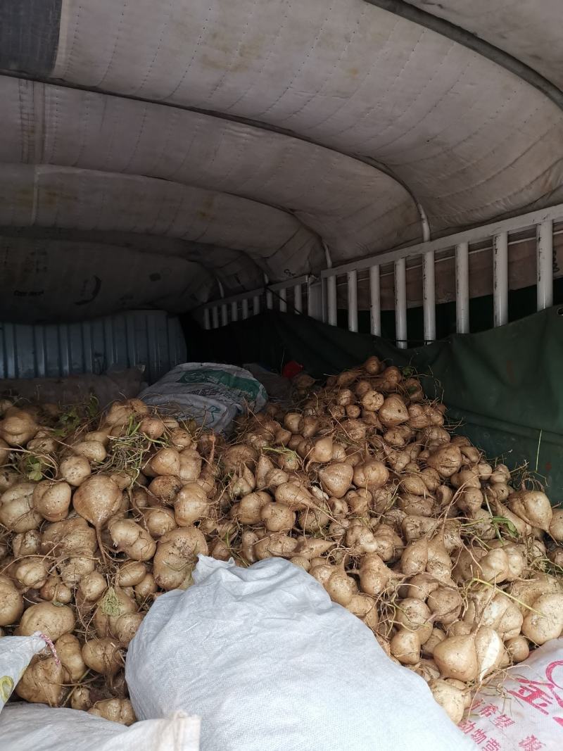会东县豆薯凉薯会东土瓜土瓜土瓜土瓜大量上市