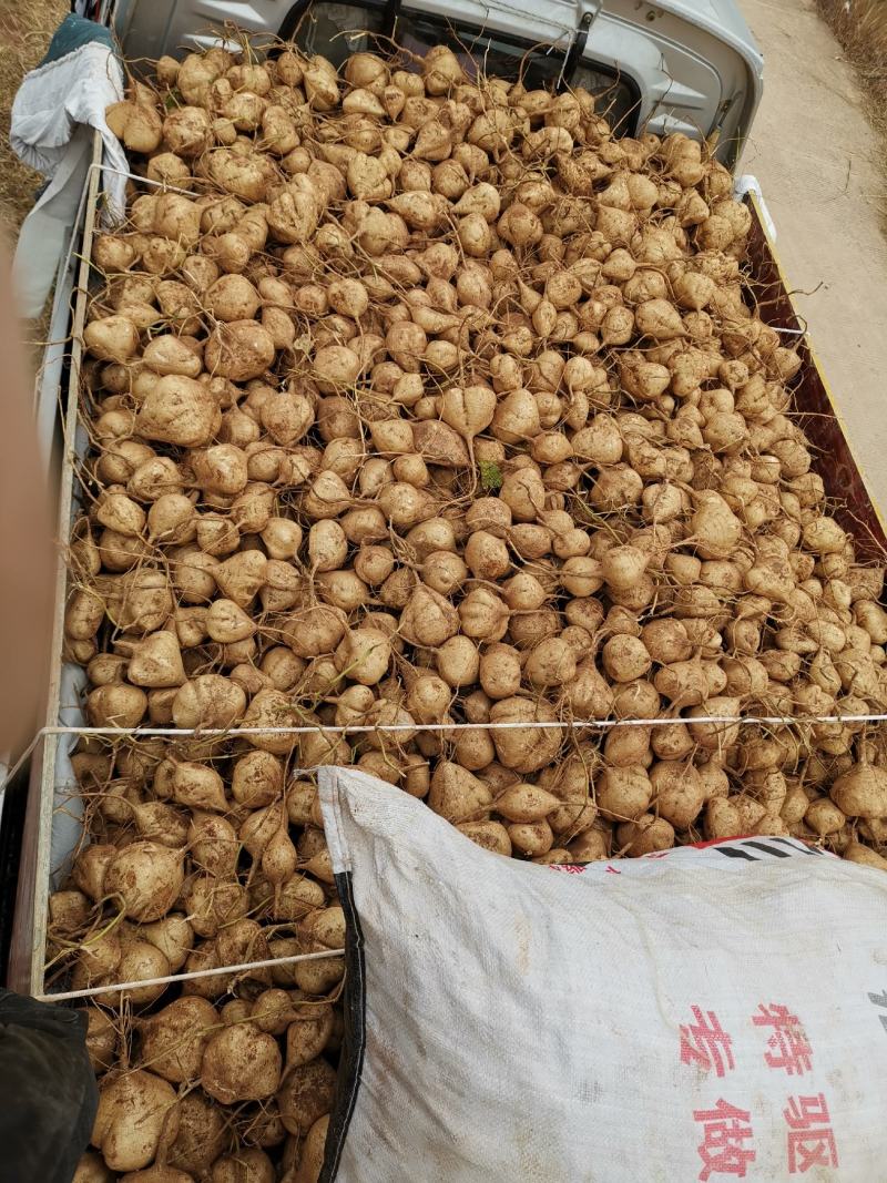 会东县豆薯凉薯会东土瓜土瓜土瓜土瓜大量上市