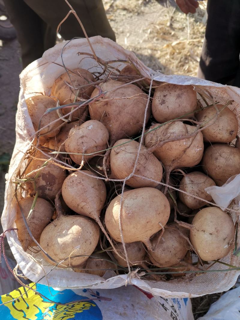 会东县豆薯凉薯会东土瓜土瓜土瓜土瓜大量上市