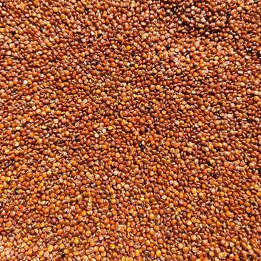 正宗青海柴达木红藜麦，全国包邮品质保证。