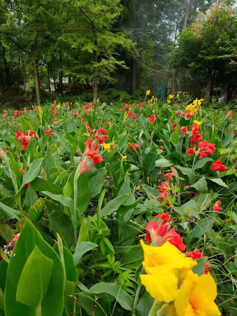 美人蕉，青叶美人蕉基地，芋儿花价格，成都美人蕉批发