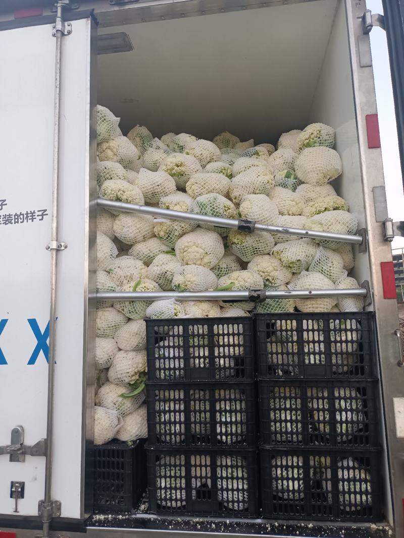 福建松花菜漳浦青梗菜花80天小米花大量上市提供冷库和包装