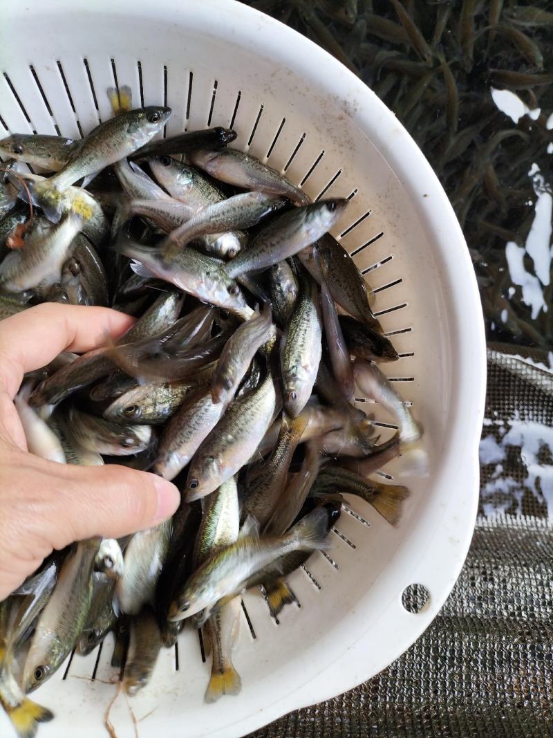 鲈鱼苗、加州鲈鱼苗淡水养殖驯料鲈鱼苗保质保量提供技术指导