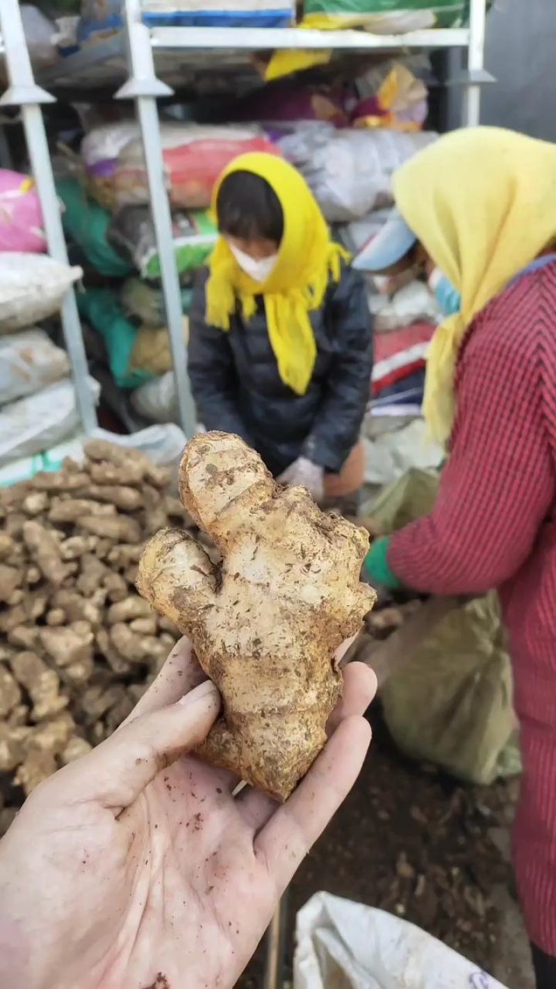 生姜姜母姜巴直供电商、食堂加工厂产地直发保质保量