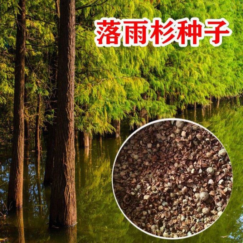 落雨杉种子水杉树种子绿化造林落羽杉种子林木种子