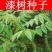 漆树种子新采漆树种子漆树种籽漆树籽大漆树小木漆种籽