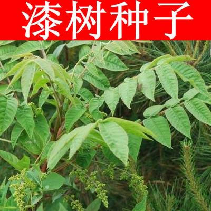 漆树种子新采漆树种子漆树种籽漆树籽大漆树小木漆种籽