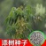 漆树种子新采漆树种子漆树种籽漆树籽大漆树小木漆种籽