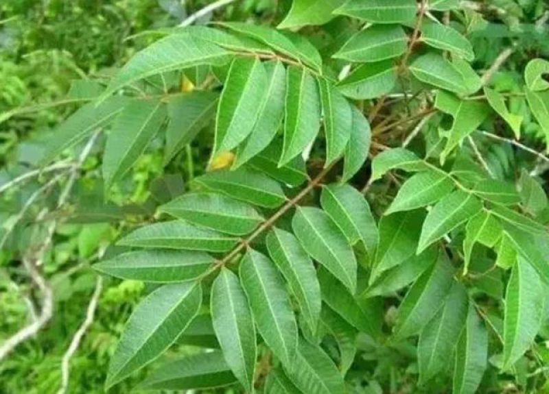 漆树种子新采漆树种子漆树种籽漆树籽大漆树小木漆种籽