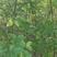 新采滇朴种子四蕊朴石朴西藏朴凤庆朴昆明朴园林绿化行道树种