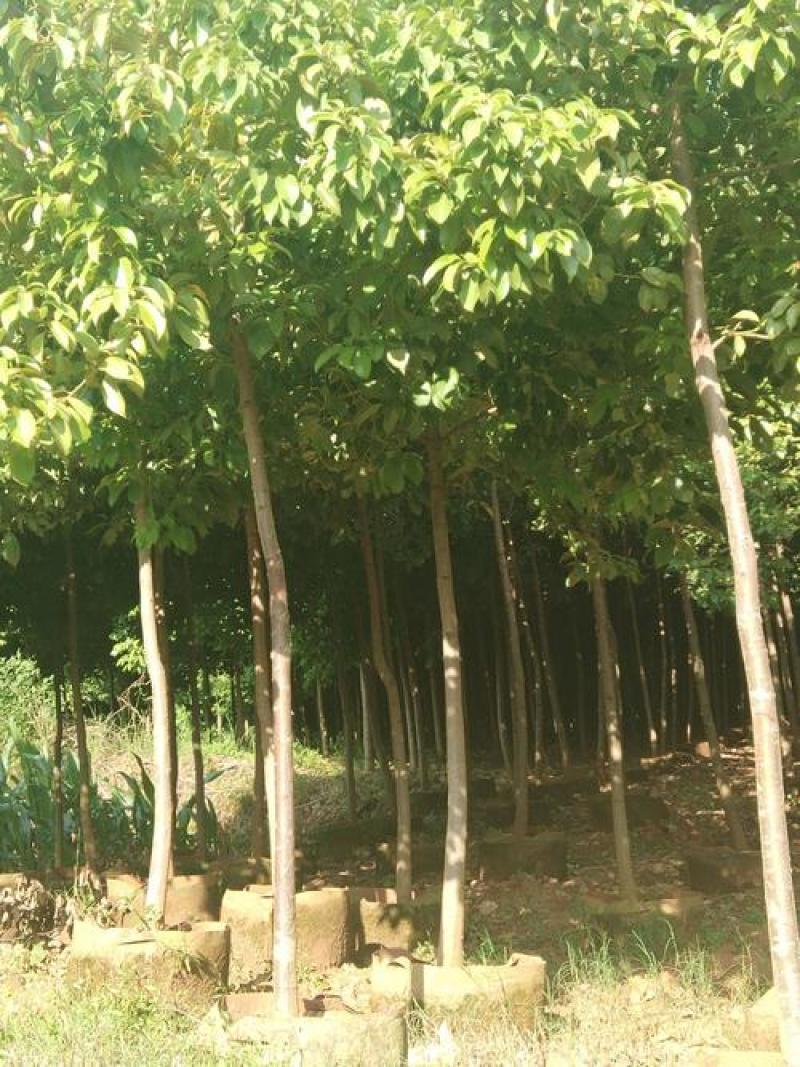 新采滇朴种子四蕊朴石朴西藏朴凤庆朴昆明朴园林绿化行道树种
