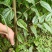 新采滇朴种子四蕊朴石朴西藏朴凤庆朴昆明朴园林绿化行道树种