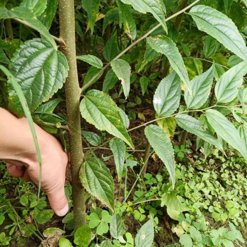 新采滇朴种子四蕊朴石朴西藏朴凤庆朴昆明朴园林绿化行道树种
