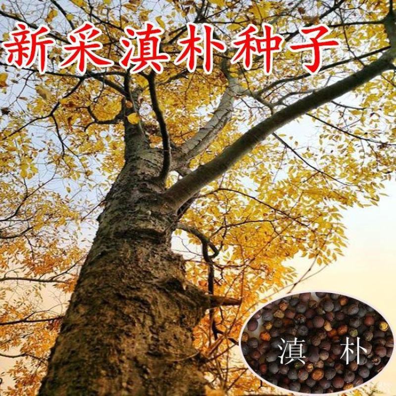 新采滇朴种子四蕊朴石朴西藏朴凤庆朴昆明朴园林绿化行道树种