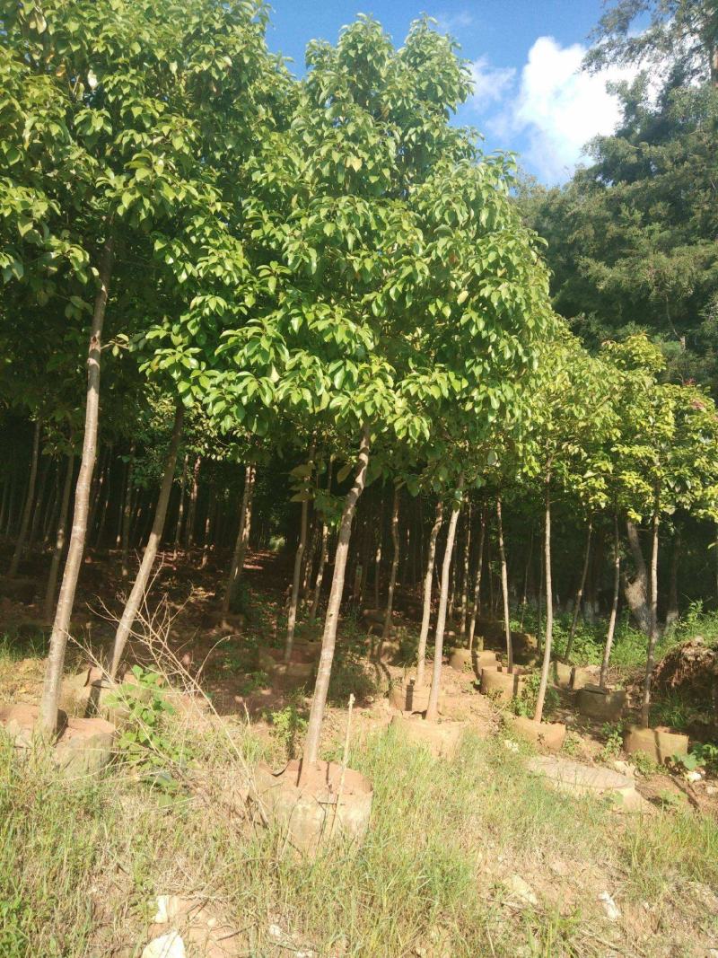 新采滇朴种子四蕊朴石朴西藏朴凤庆朴昆明朴园林绿化行道树种