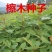 散装檫木种子檫树种子擦木种子桐梓树黄揪树种子