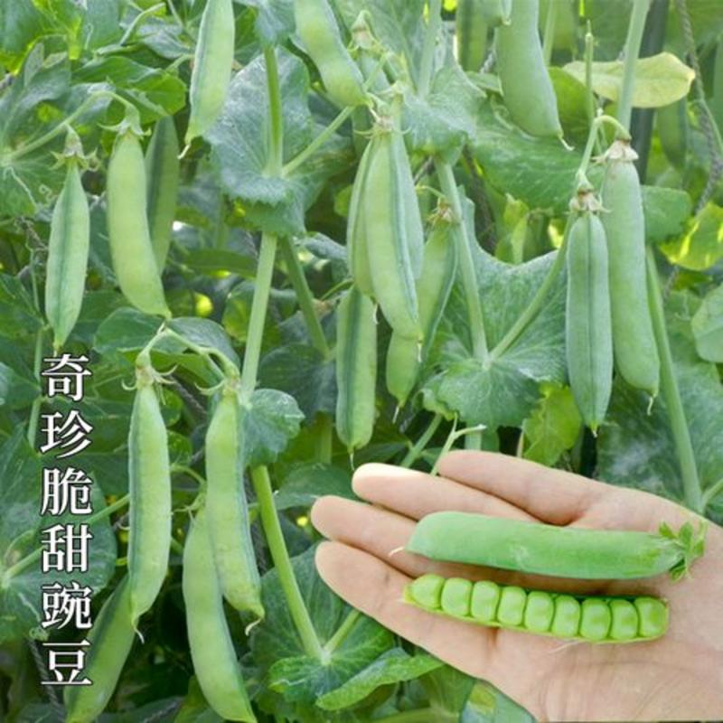 甜豌豆种子水果型可生吃菜豌白豌豆可芽苗菜豌豆尖四季可播