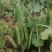 甜豌豆种子水果型可生吃菜豌白豌豆可芽苗菜豌豆尖四季可播