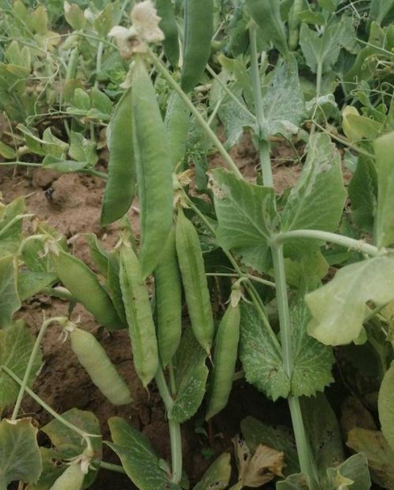 甜豌豆种子水果型可生吃菜豌白豌豆可芽苗菜豌豆尖四季可播