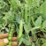 甜豌豆种子水果型可生吃菜豌白豌豆可芽苗菜豌豆尖四季可播