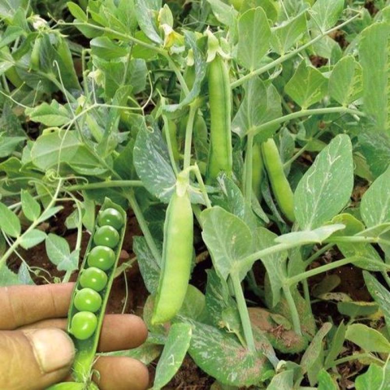 甜豌豆种子水果型可生吃菜豌白豌豆可芽苗菜豌豆尖四季可播