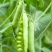 甜豌豆种子水果型可生吃菜豌白豌豆可芽苗菜豌豆尖四季可播