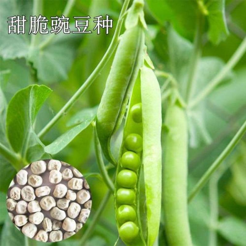 甜豌豆种子水果型可生吃菜豌白豌豆可芽苗菜豌豆尖四季可播
