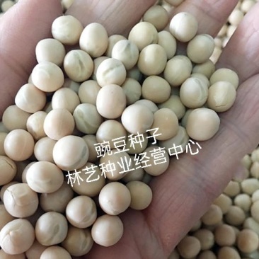 甜豌豆种子水果型可生吃菜豌白豌豆可芽苗菜豌豆尖四季可播