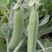 甜豌豆种子水果型可生吃菜豌白豌豆可芽苗菜豌豆尖四季可播