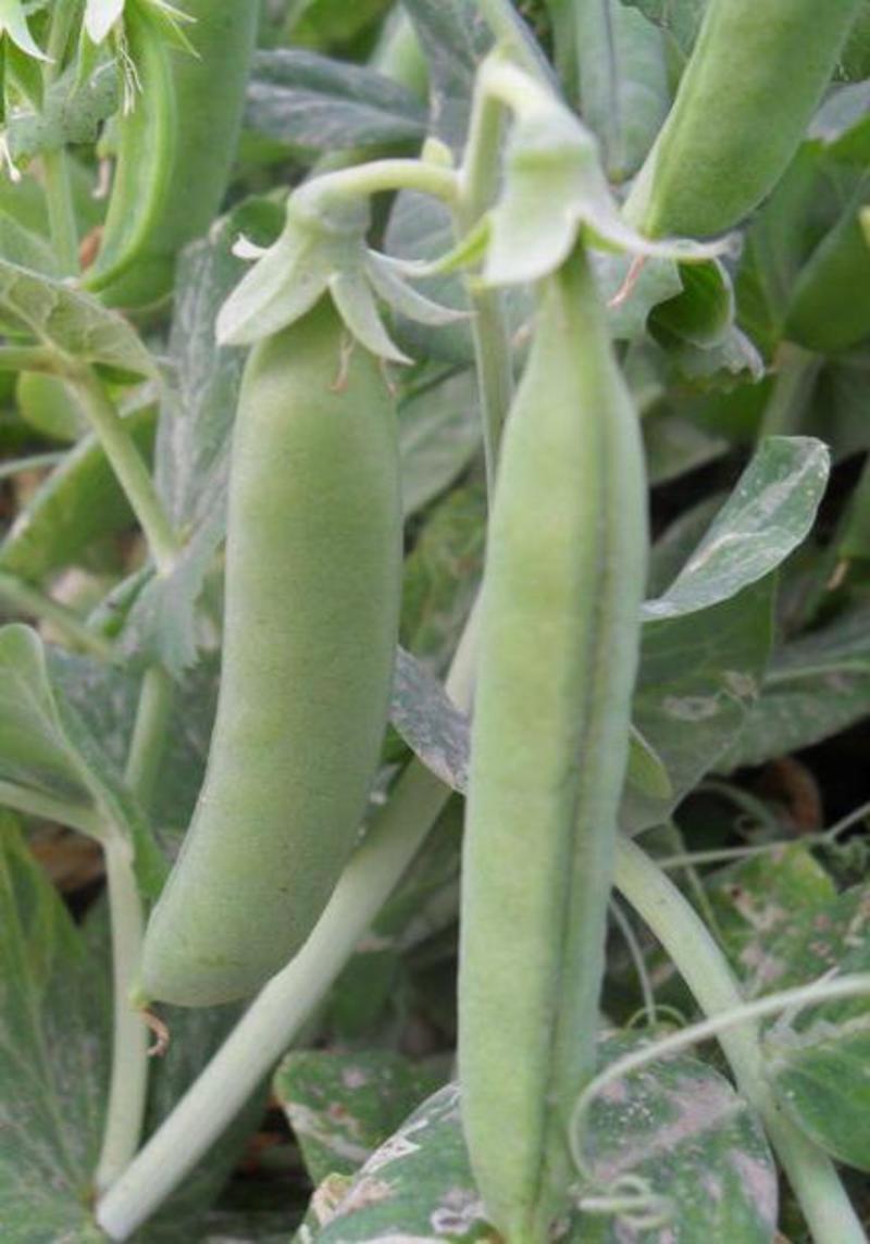 甜豌豆种子水果型可生吃菜豌白豌豆可芽苗菜豌豆尖四季可播