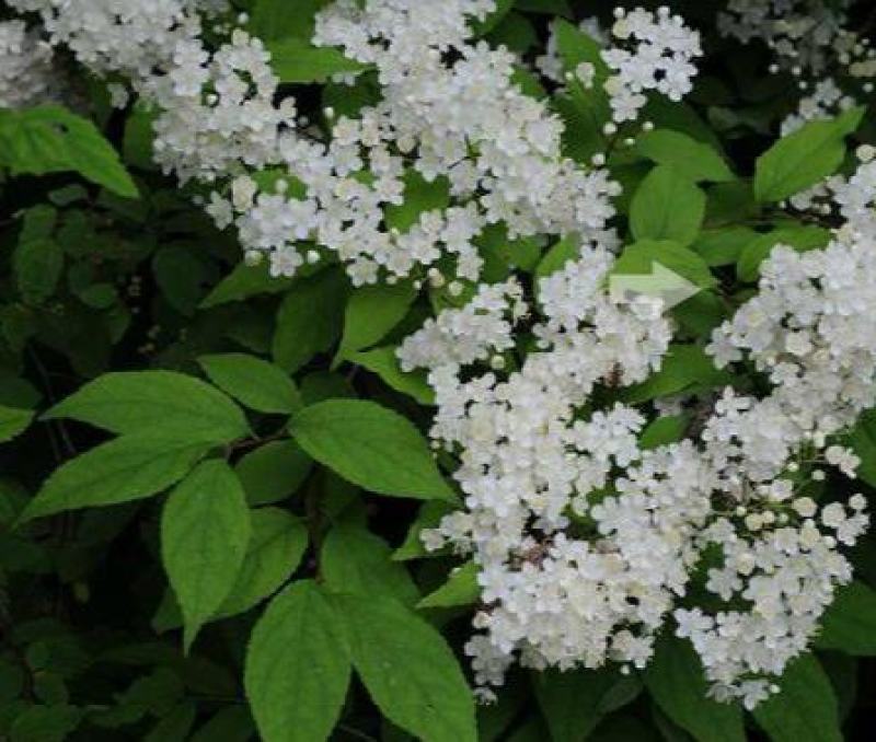 冰生溲疏种子林木种子花雪球庭院阳台多年生灌木植物耐阴花