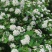 冰生溲疏种子林木种子花雪球庭院阳台多年生灌木植物耐阴花